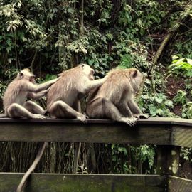 Playing with Monkeys in the Monkey Forest Sangeh