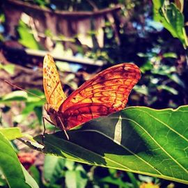 Tabanan Bali Butterfly Park: A Fairyland in the Real World