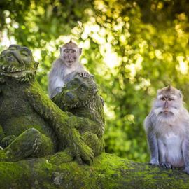 Meeting the Wild Monkeys of Ubud Monkey Forest