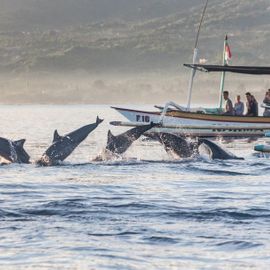 A Little Chat with Dolphins on Lovina Beach