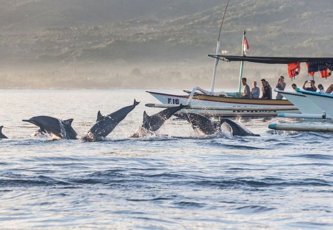 Visitbali - A Little Chat With Dolphins On Lovina Beach