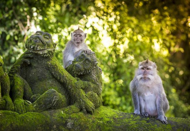 Visitbali - Meeting The Wild Monkeys Of Ubud Monkey Forest