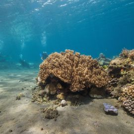 Exploring the Beauty of the Coral Reef Ecosystem in the North Bali Region