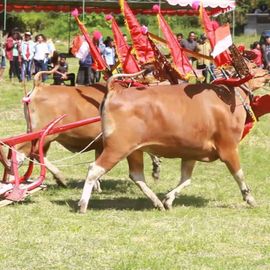 Sapi Gerumbungan, Buleleng Ancient Tradition