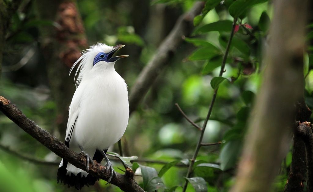 Visitbali Meet The Special Bali Starling In The West Bali National Park