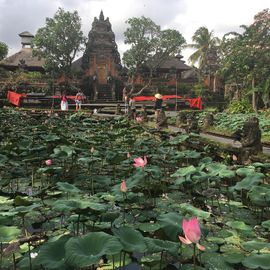 Lotus Flower Blossomed in Taman Saraswati Temple