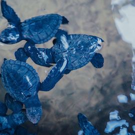 Deluang Sari Turtle Conservation’s Contribution to Preserve Natural Balance