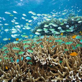 Underwater Beauty of Menjangan Island