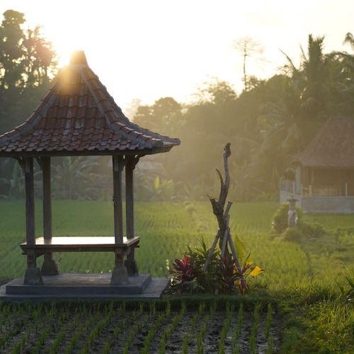 Telajakan, An Open Green Spaces in the Yard of Traditional Balinese Houses