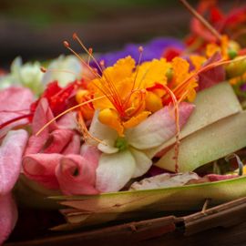 Majegau: The Rare Original Flora in Bali