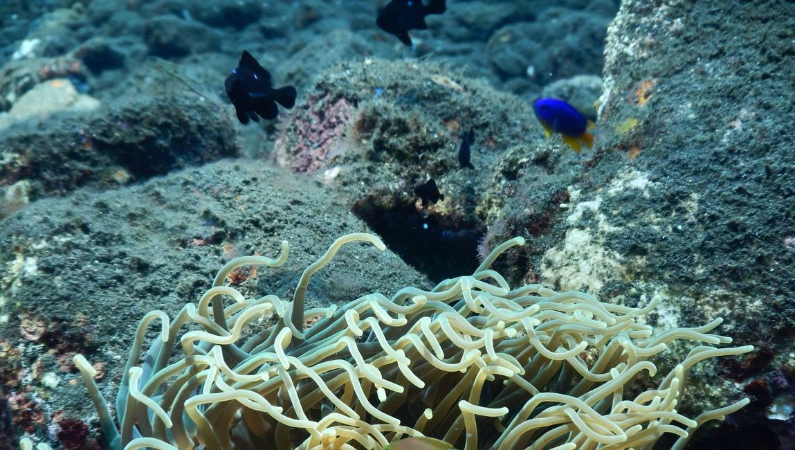 Coral Reefs in Celukan Bawang Water: Home for Newly Found Species of Fish