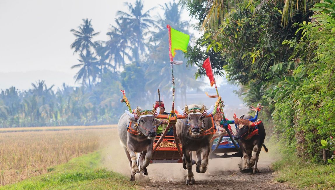 Makepung, Festival Tradition of Buffalo Racing was Lively after Absent for A Decade