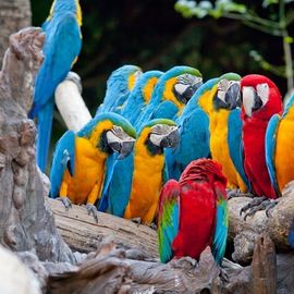 Holiday in a Bird Paradise at Bali Bird Park