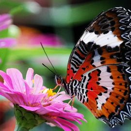 Meeting the Colorful Flying Creatures at Kemenuh Butterfly Park