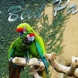 Bali Bird Park And Reptile Park Gianyar Bali 